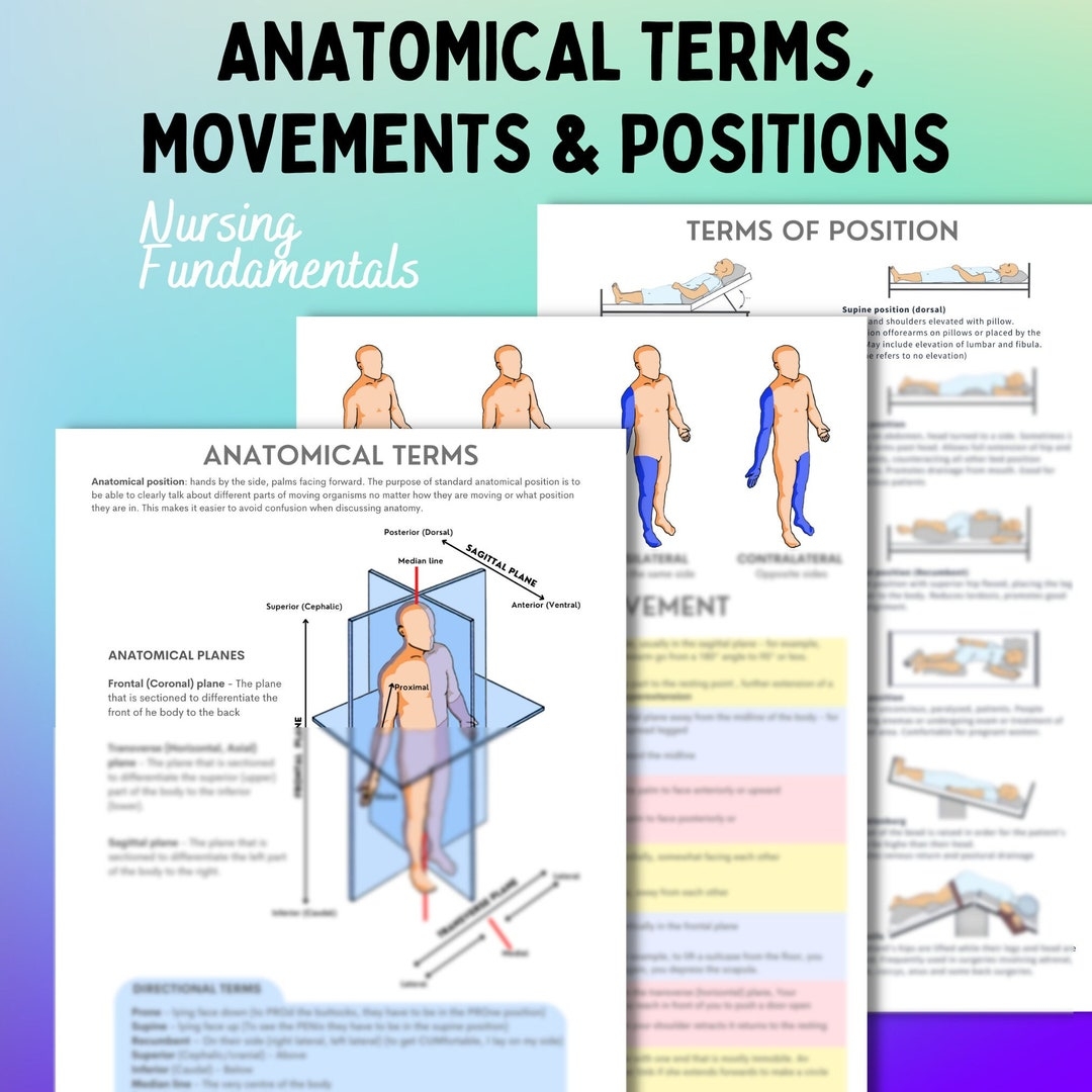 Anatomical Terms Movements And Positions 3 Page Pdf Etsy