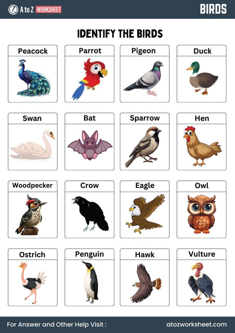 Birds Worksheet For Kindergarten And Nursery Kids Free Printable PDF Activities A To Z Worksheet