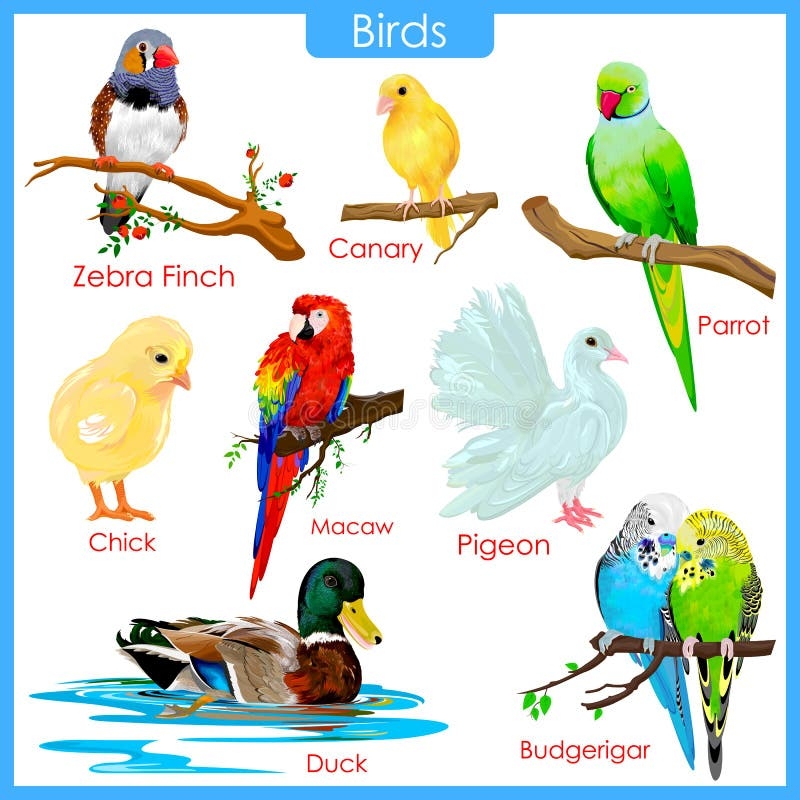 Chart Of Colorful Birds Stock Vector Illustration Of Conservation 55756464 Chart Of Colorful Birds Stock Vector Illustration Of Conservation 55756464