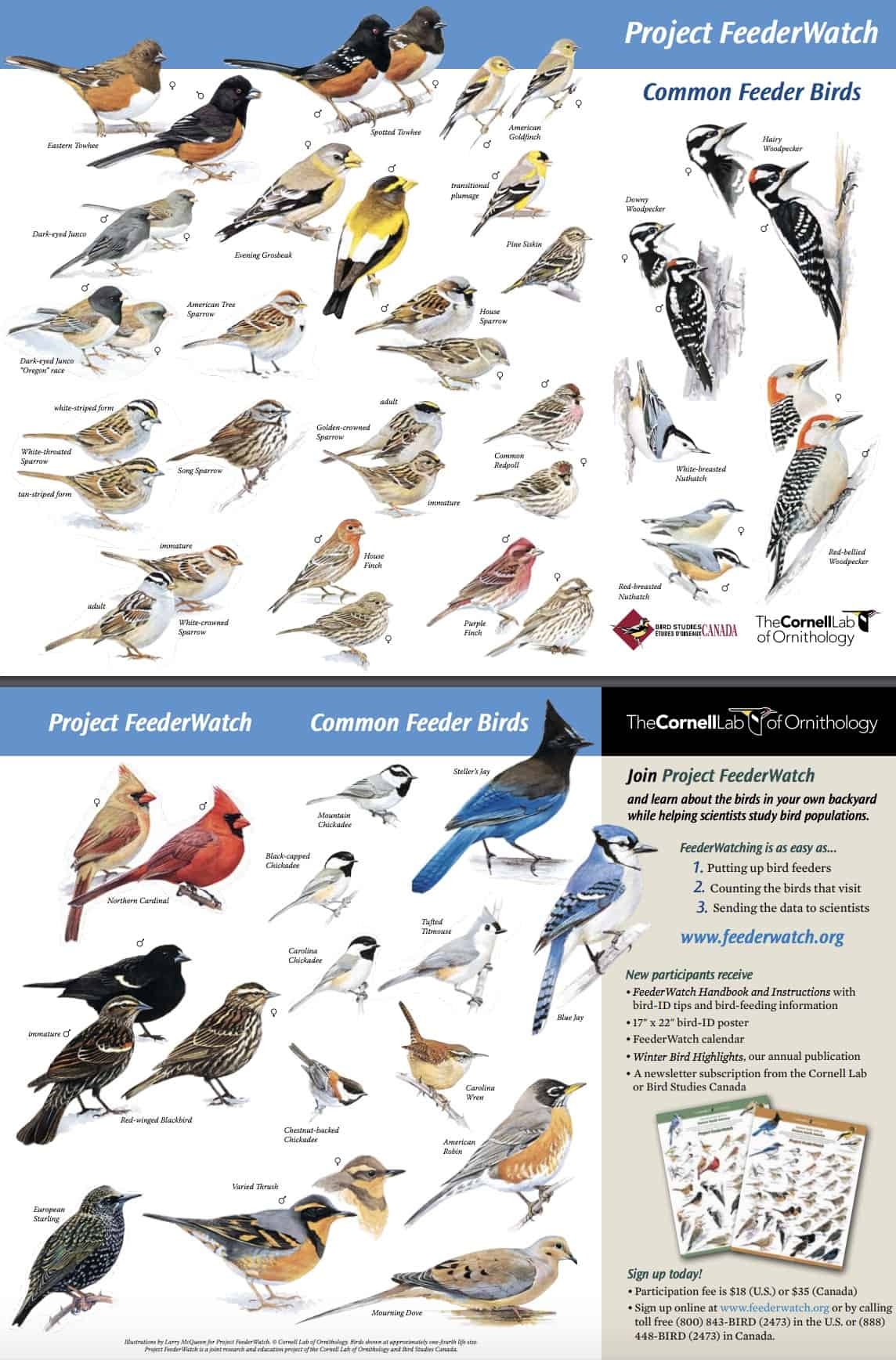 FREE Backyard Birds And Hummingbirds Poster Science FREE Backyard Birds And Hummingbirds Poster Science