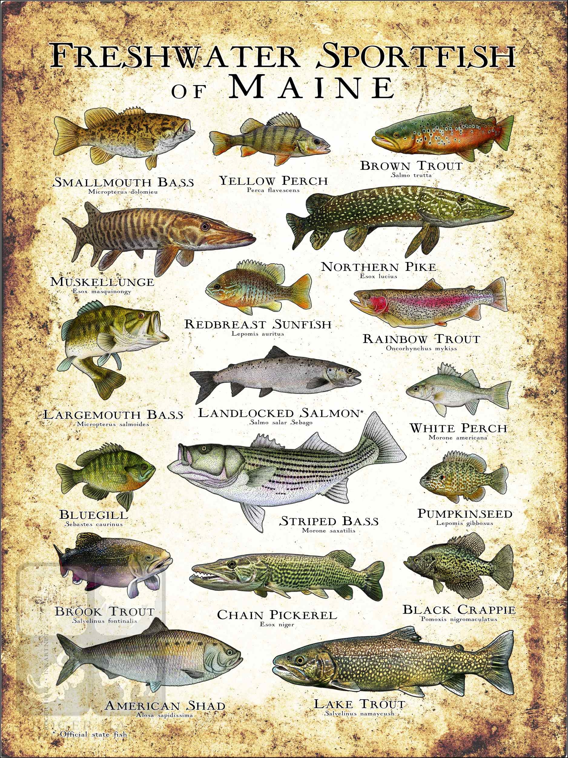 Freshwater Sportfish Of Maine Poster Print Freshwater Sportfish Of Maine Poster Print