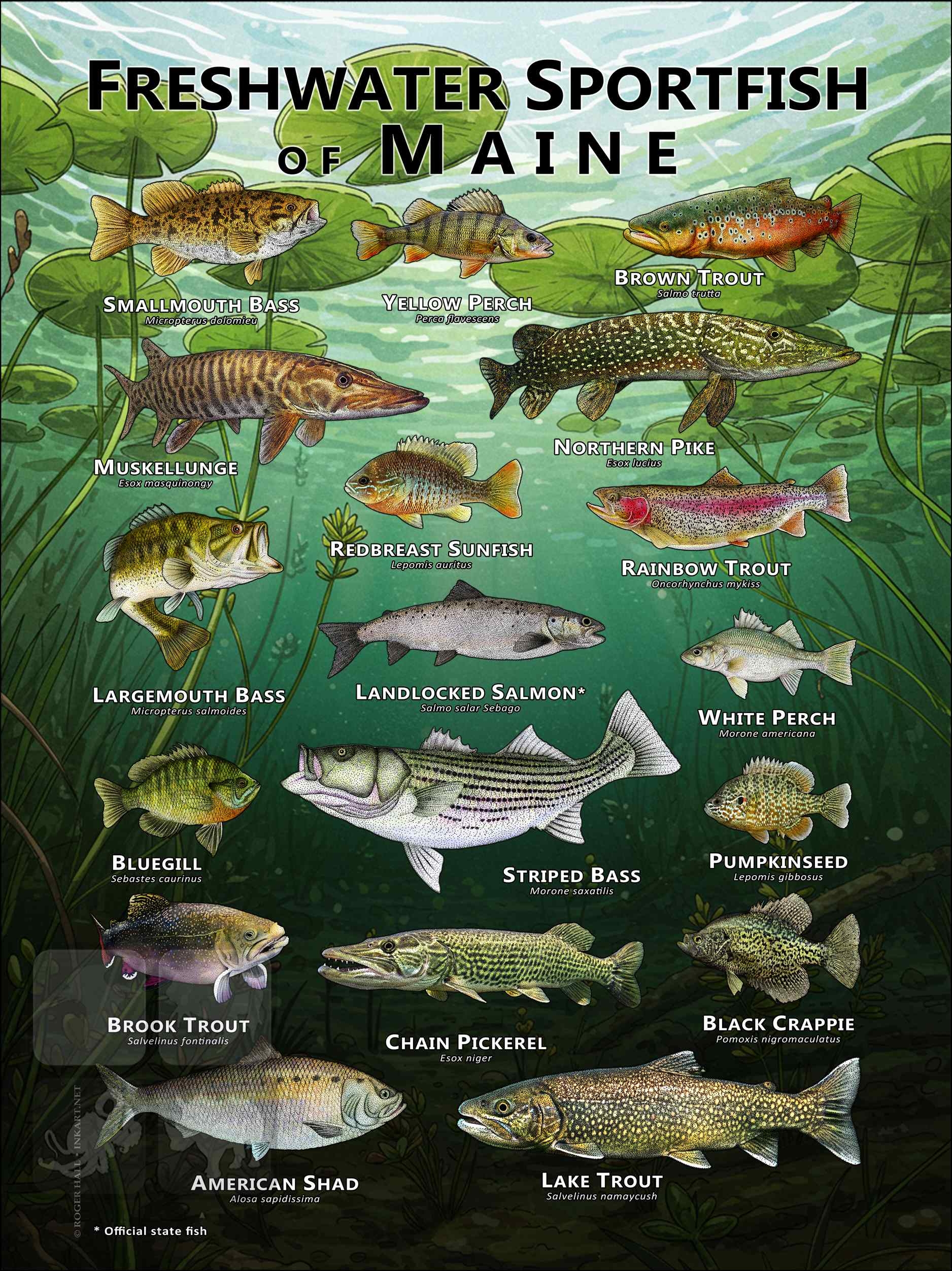 Freshwater Sportfish Of Maine Poster Print Freshwater Sportfish Of Maine Poster Print