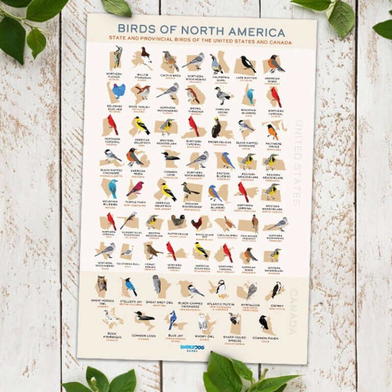 Get Our List Of State Birds Posters