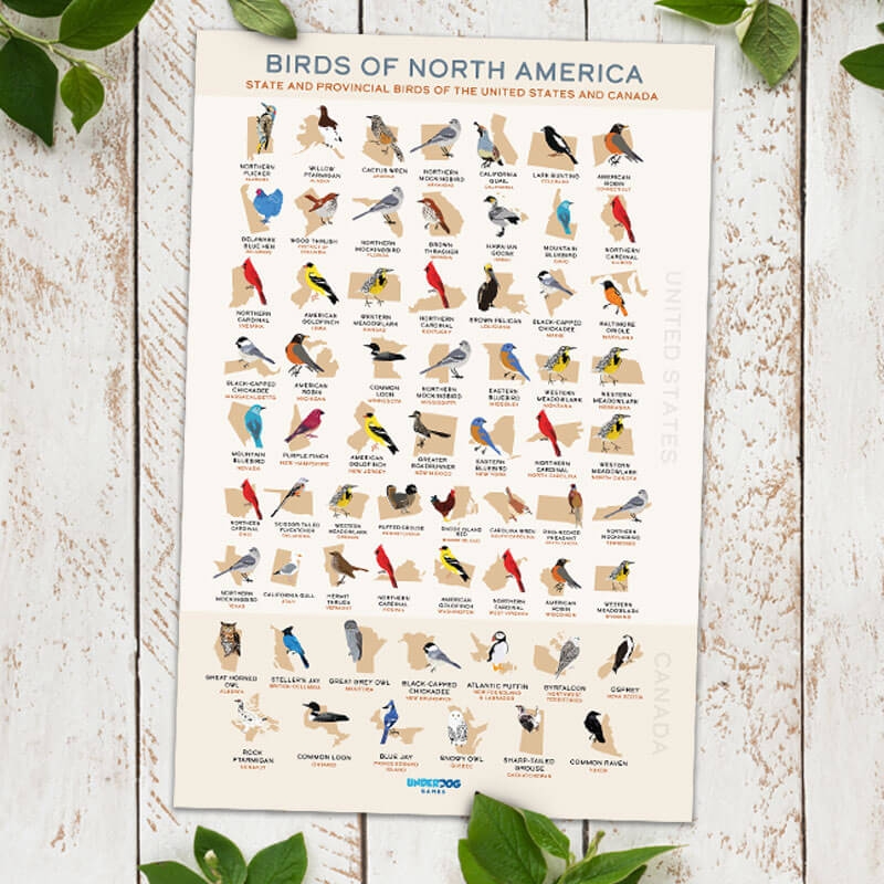Get Our List Of State Birds Posters