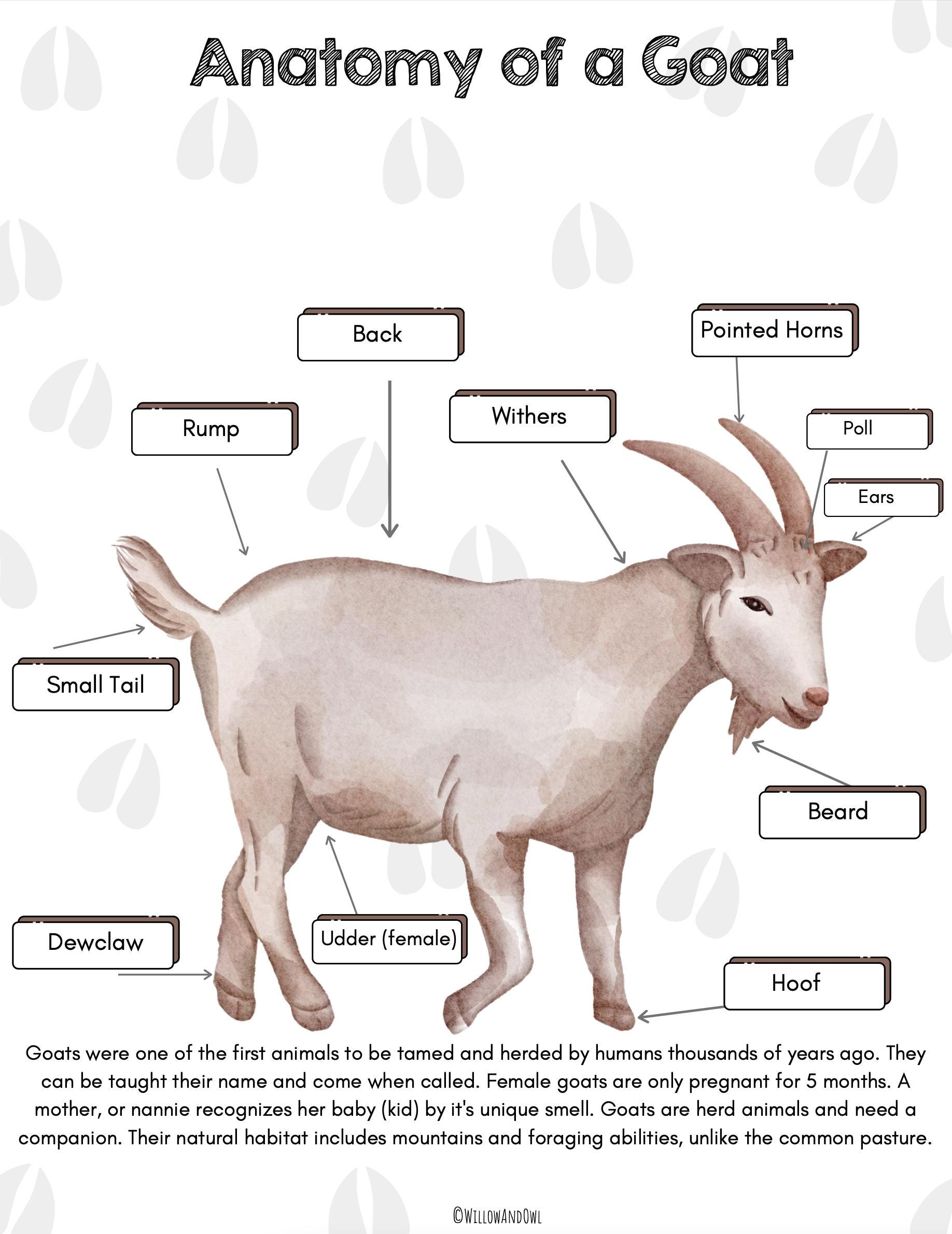 Goat Anatomy Pack Homeschool Anatomy Printable Etsy