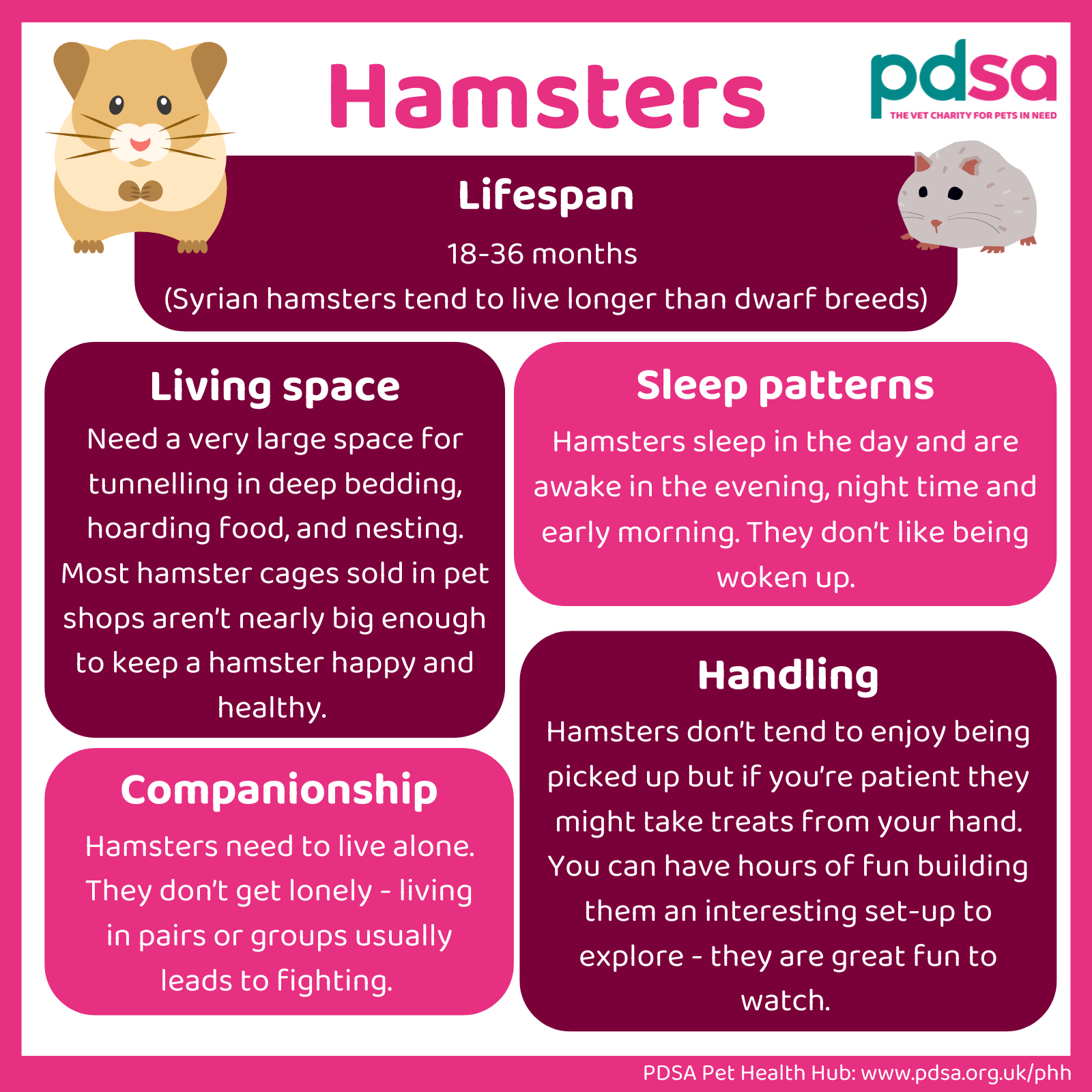Hamsters As Pets PDSA Hamsters As Pets PDSA