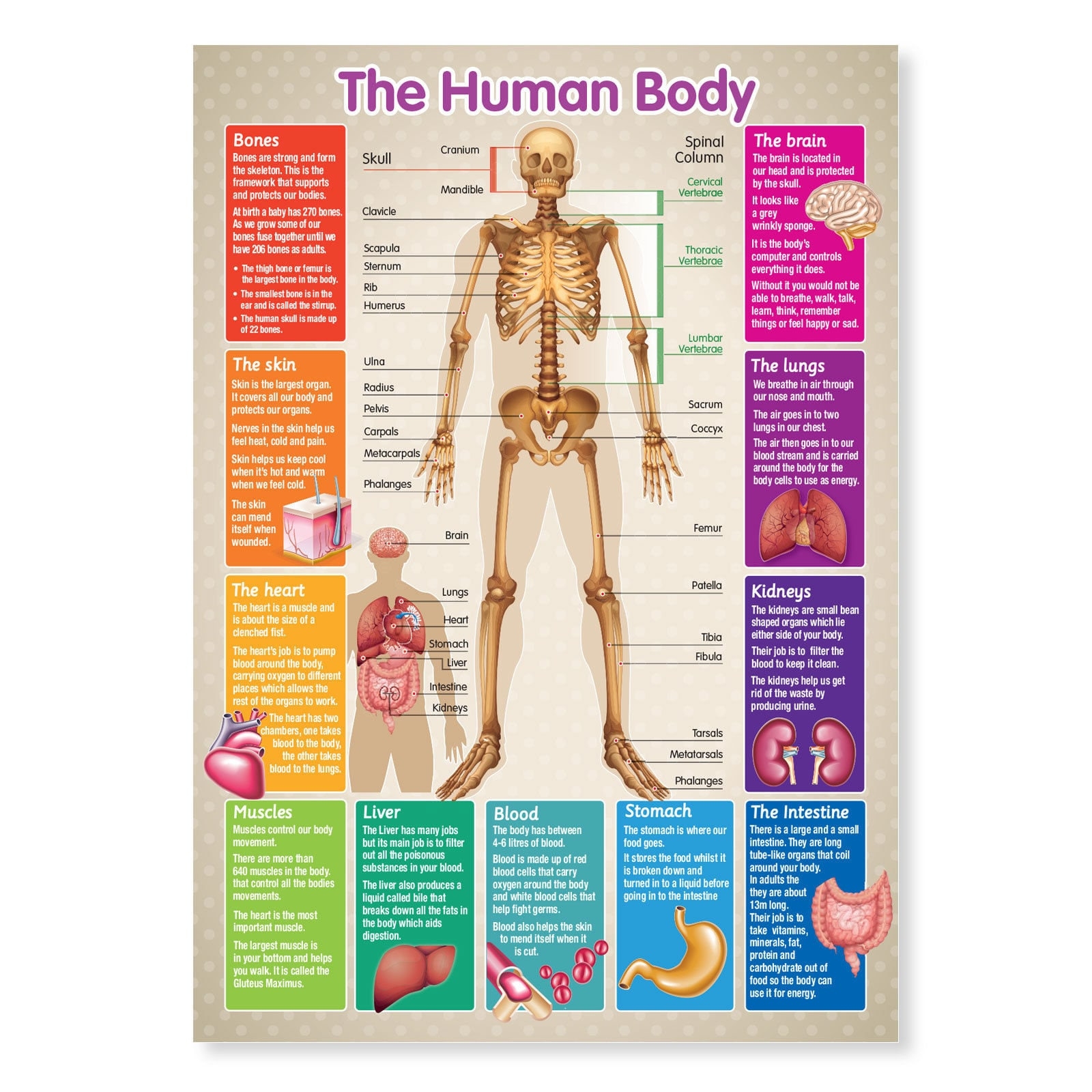 Human Body Skeleton Poster A3 Etsy Human Body Skeleton Poster A3 Etsy