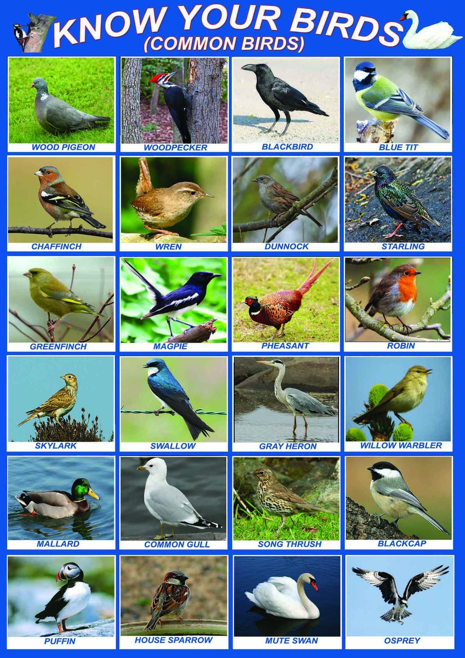 Printable Birds Chart Pdf Printable Birds Chart Pdf