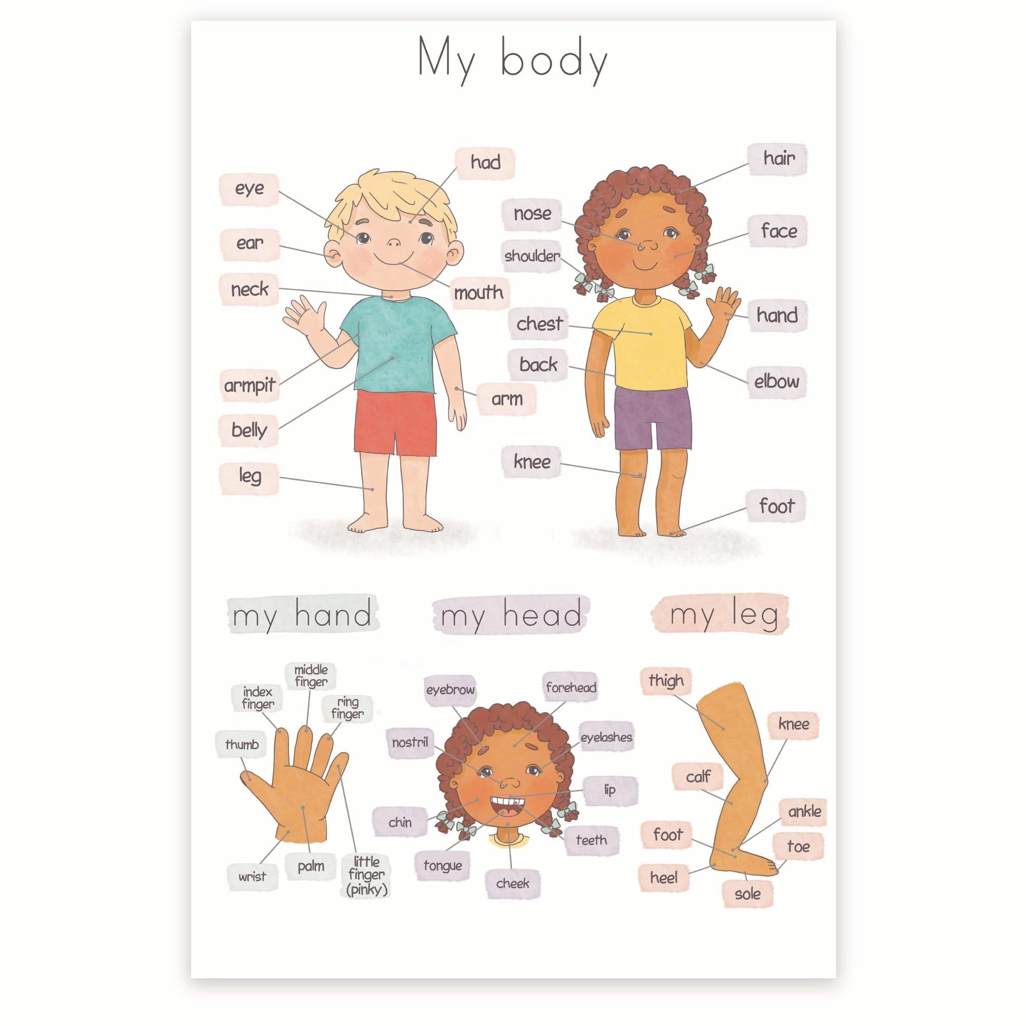Printable Human Anatomy Charts 3rd Grade Printable Human Anatomy Charts 3rd Grade