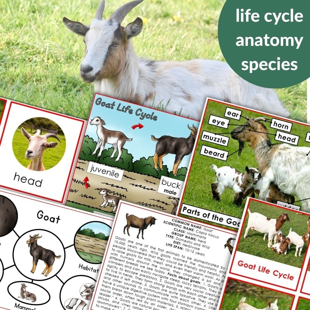 Parts Of A Goat Life Cycle Activities Montessori Nature