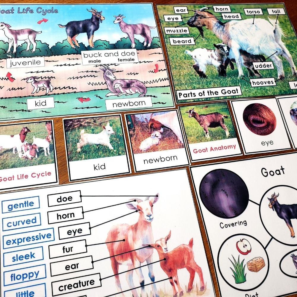 Parts Of A Goat Life Cycle Activities Montessori Nature