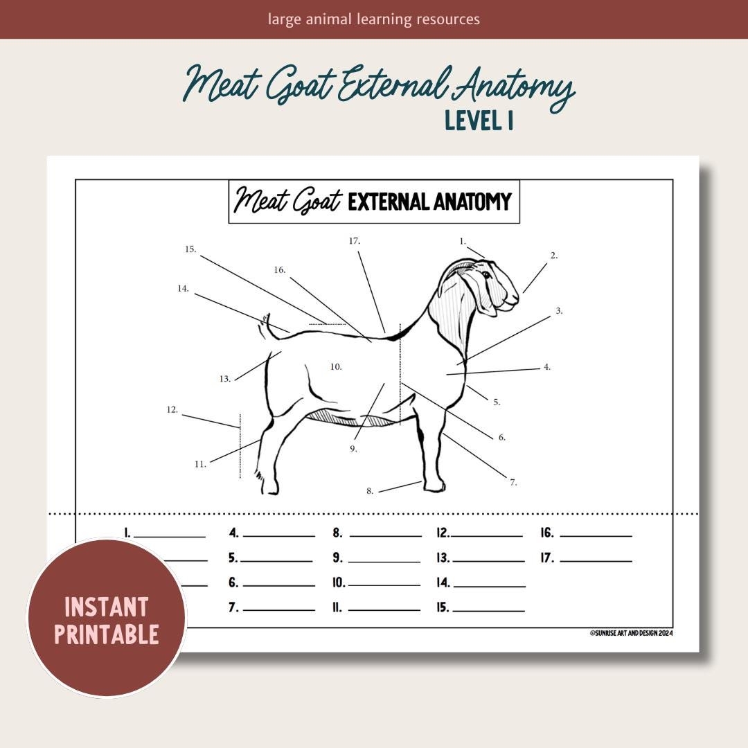 PRINTABLE Meat Goat External Anatomy Level 1 Etsy