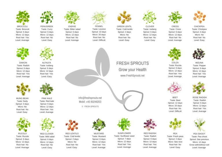 Sprout Chart In Print With Info On Organic Sprouts And Microgreens