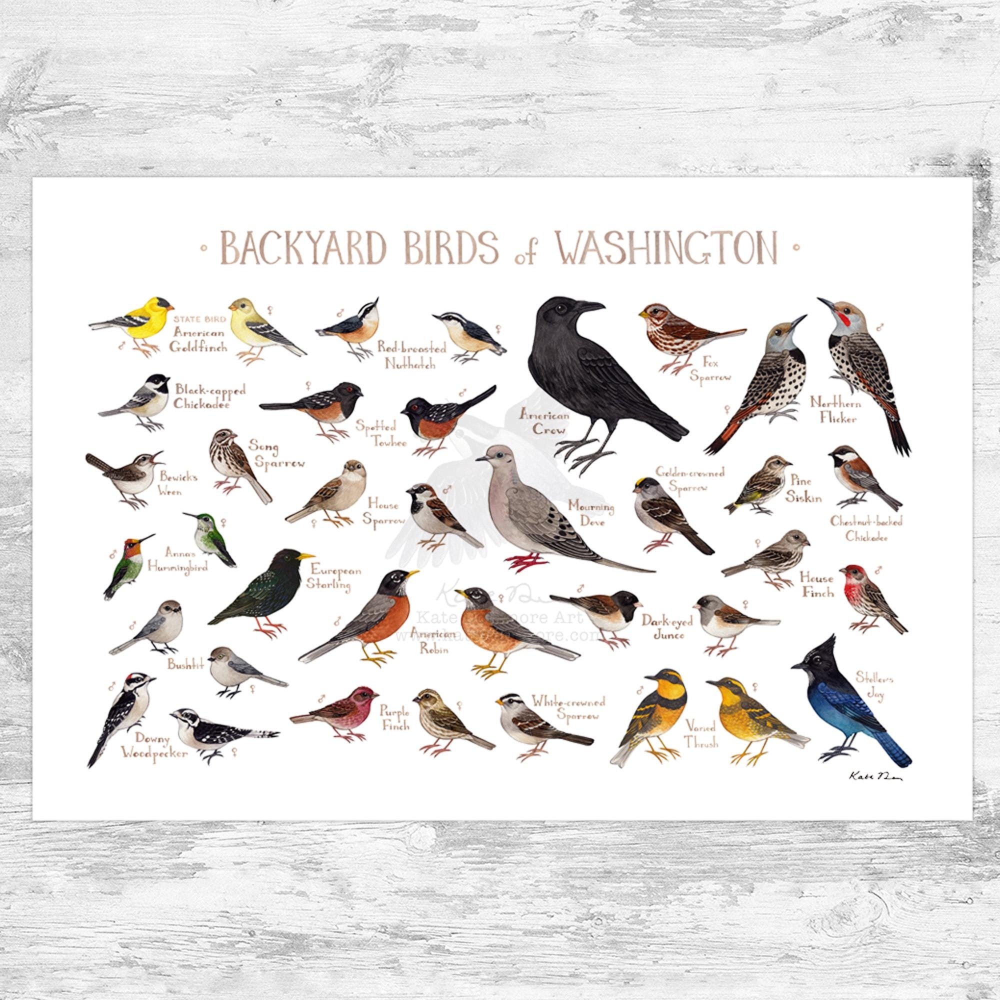 State Bird Chart Etsy
