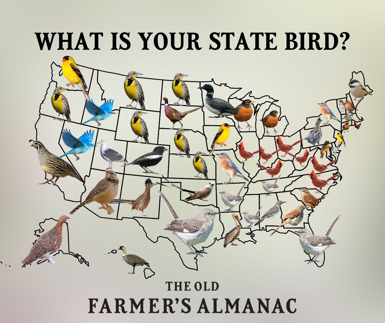 U S State Birds Complete List Of State Birds And Their Scientific Names Almanac