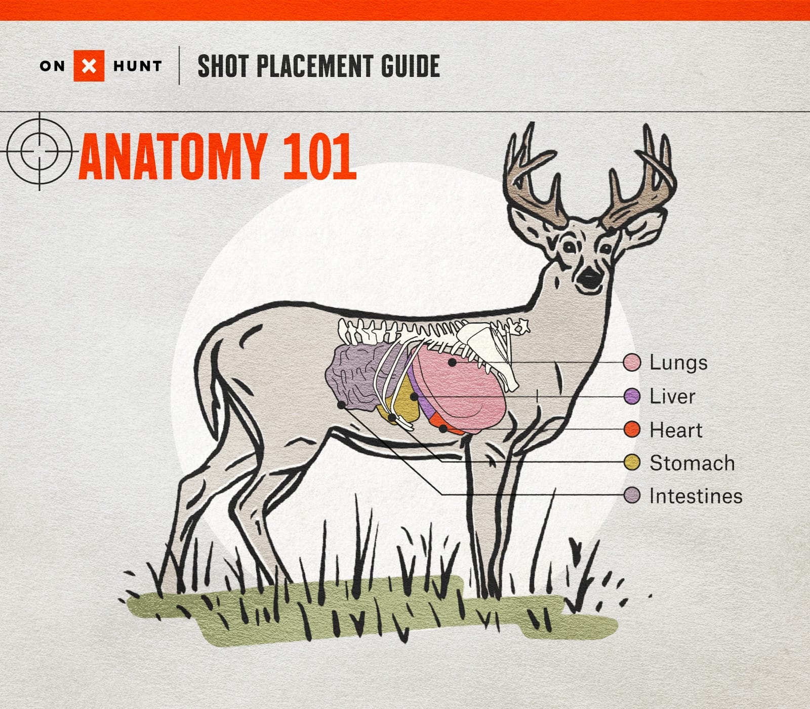 Where To Shoot A Deer Shot Placement Guide For Bow Rifle OnX Hunt Where To Shoot A Deer Shot Placement Guide For Bow Rifle OnX Hunt