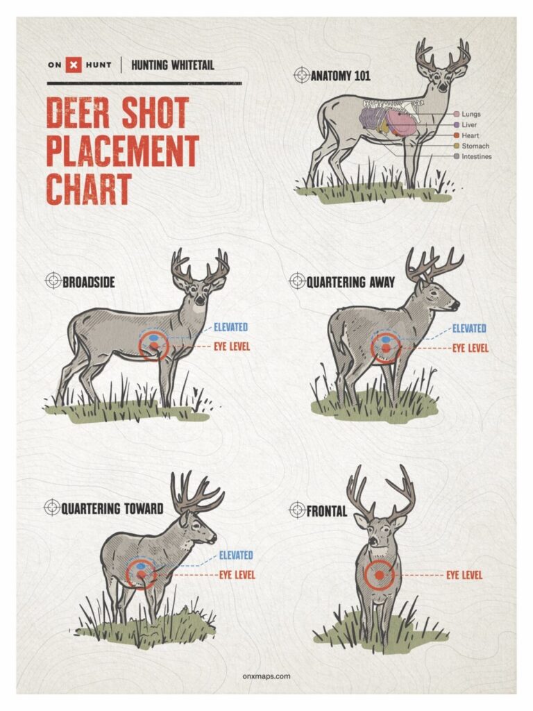 Where To Shoot A Deer Shot Placement Guide For Bow Rifle OnX Hunt