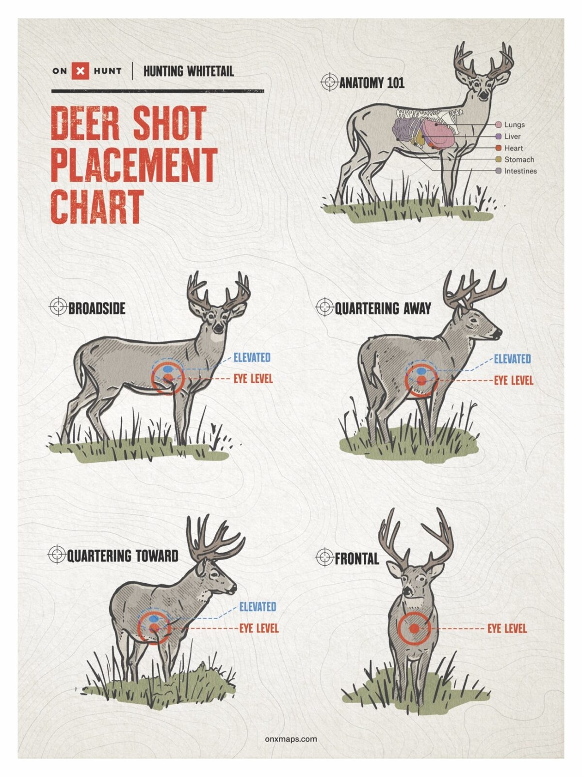 Where To Shoot A Deer Shot Placement Guide For Bow Rifle OnX Hunt Where To Shoot A Deer Shot Placement Guide For Bow Rifle OnX Hunt