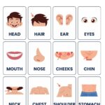 11 Free Printable Body Parts Worksheet For Kindergarten And Class 1 Kids A To Z Worksheet