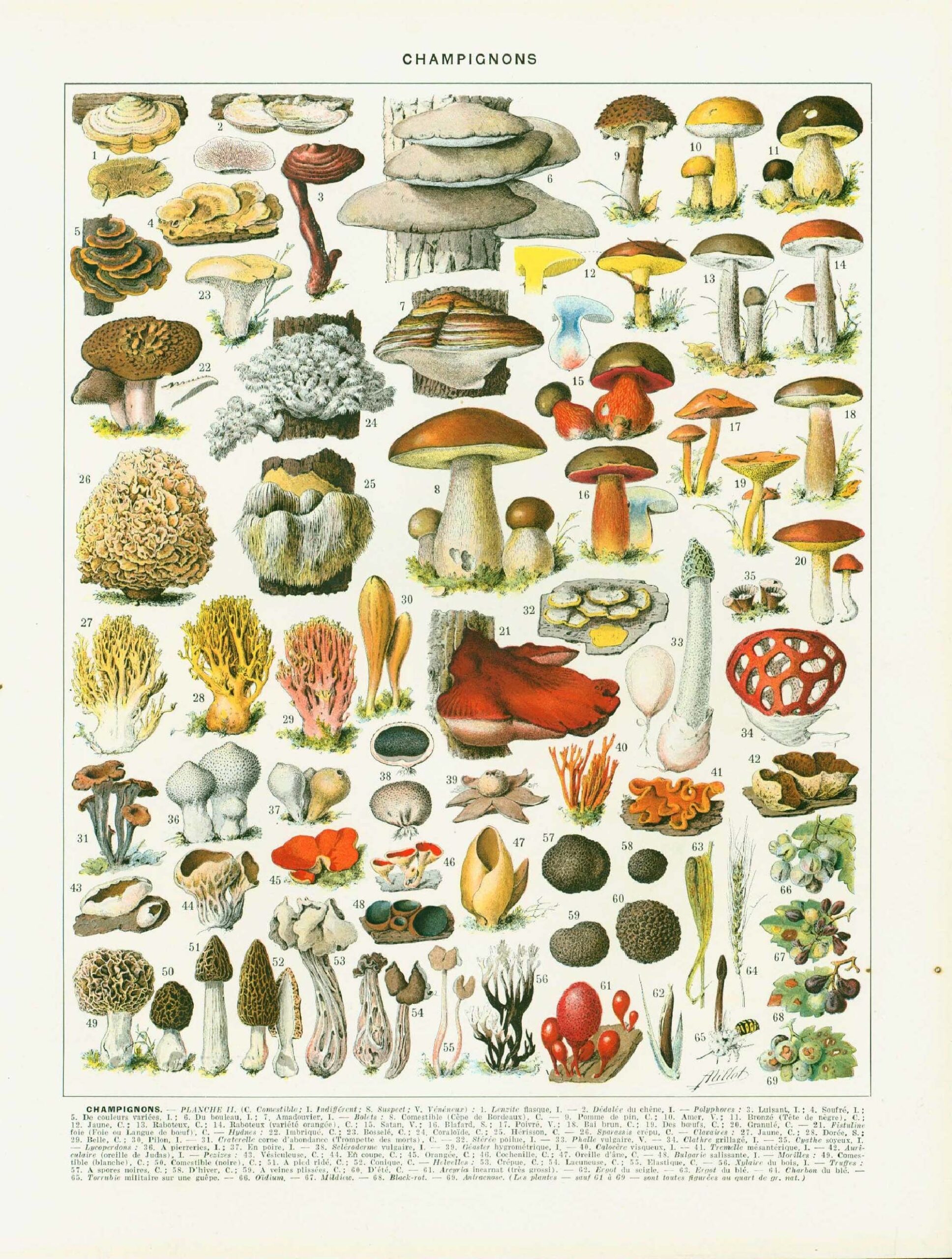 1933 Antique Mushroom Identification Chart Print Vintage Fungi Print Fungus Wall Art Home Decor Etsy