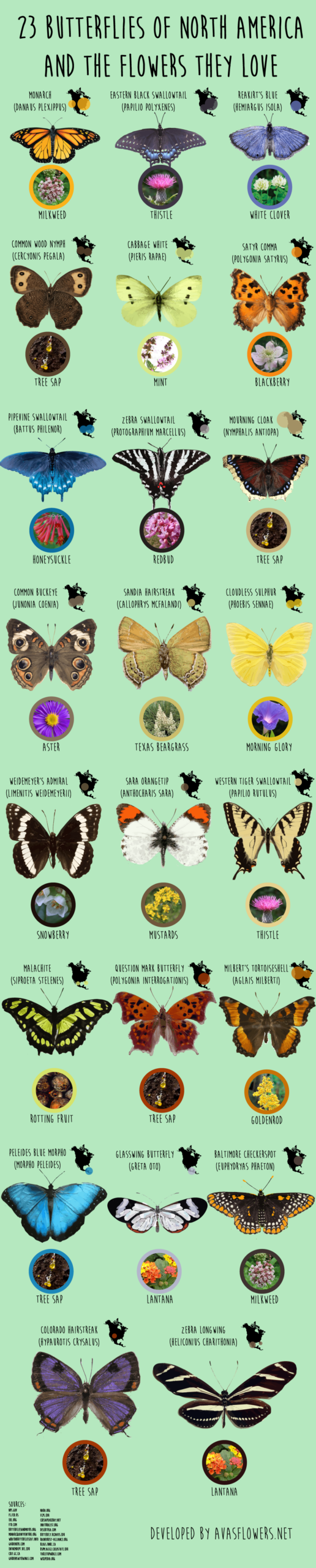 23 Butterflies Of North America And The Flowers They Love Avas Flowers