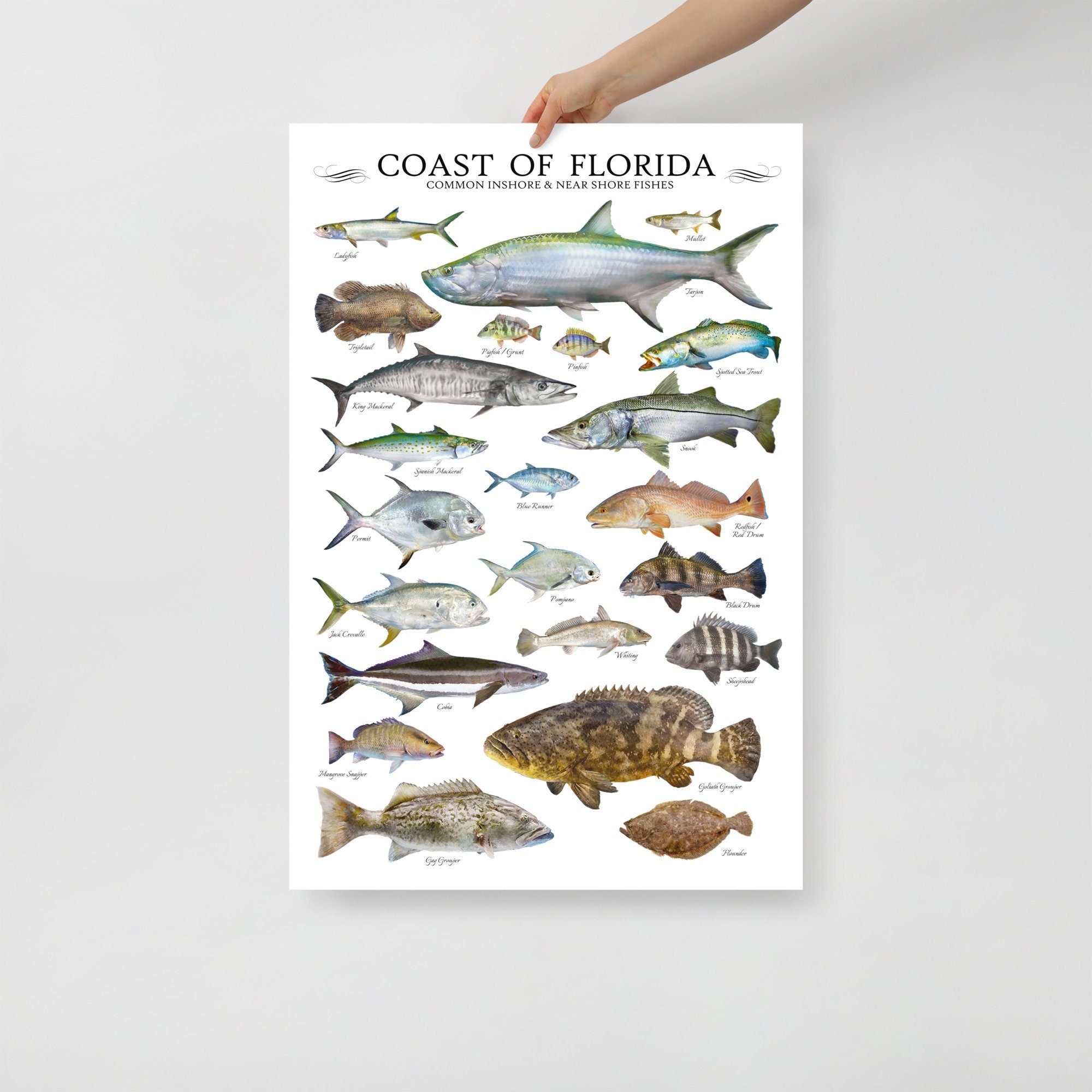 24x36 Coast Of Florida Common Inshore Nearshore Fishes Poster Florida Fish Poster Fish ID Chart Etsy 24x36 Coast Of Florida Common Inshore Nearshore Fishes Poster Florida Fish Poster Fish ID Chart Etsy