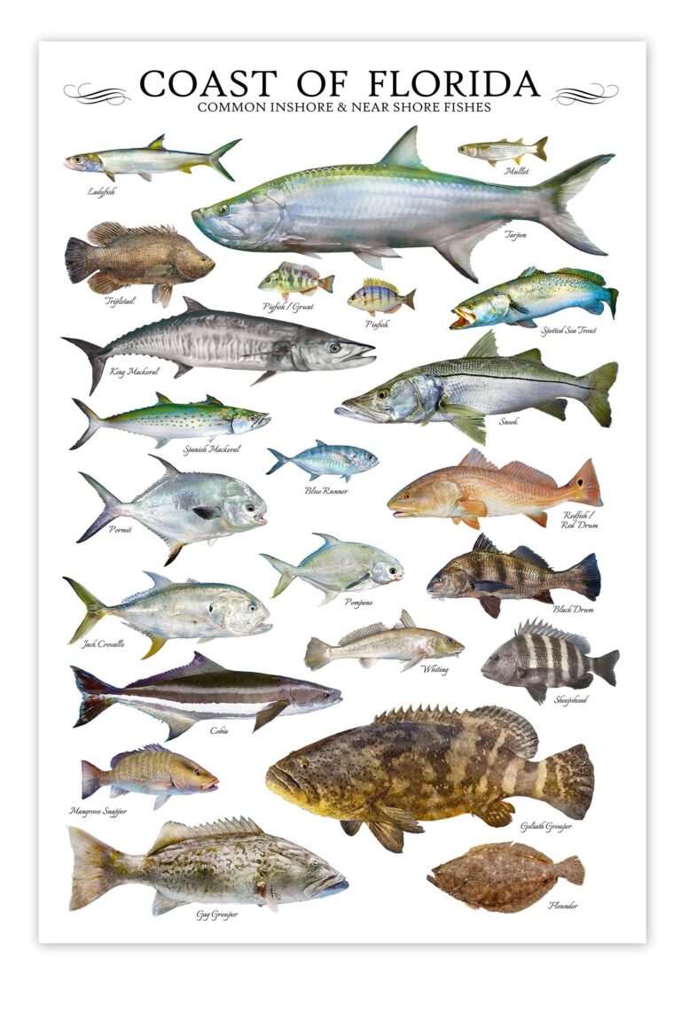 24x36 Coast Of Florida Common Inshore Nearshore Fishes Poster Florida Fish Poster Fish ID Chart Etsy