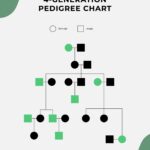 4 Generation Pedigree Chart In Illustrator PDF Download Template