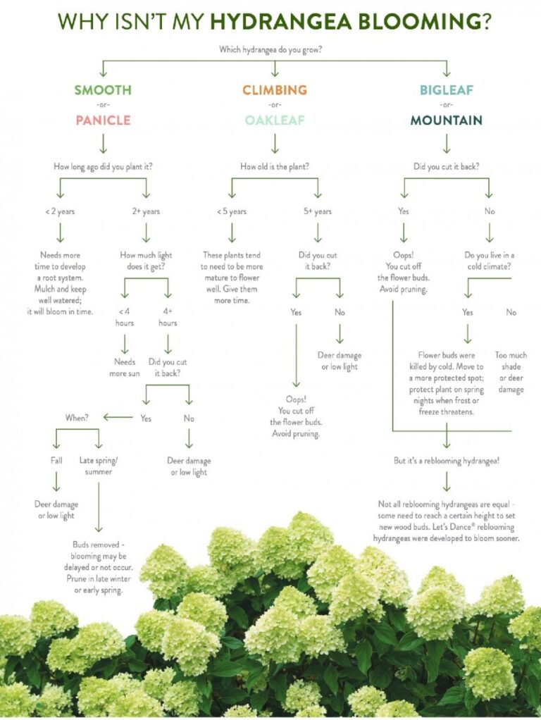 6 Types Of Hydrangeas Care Blooming Tips