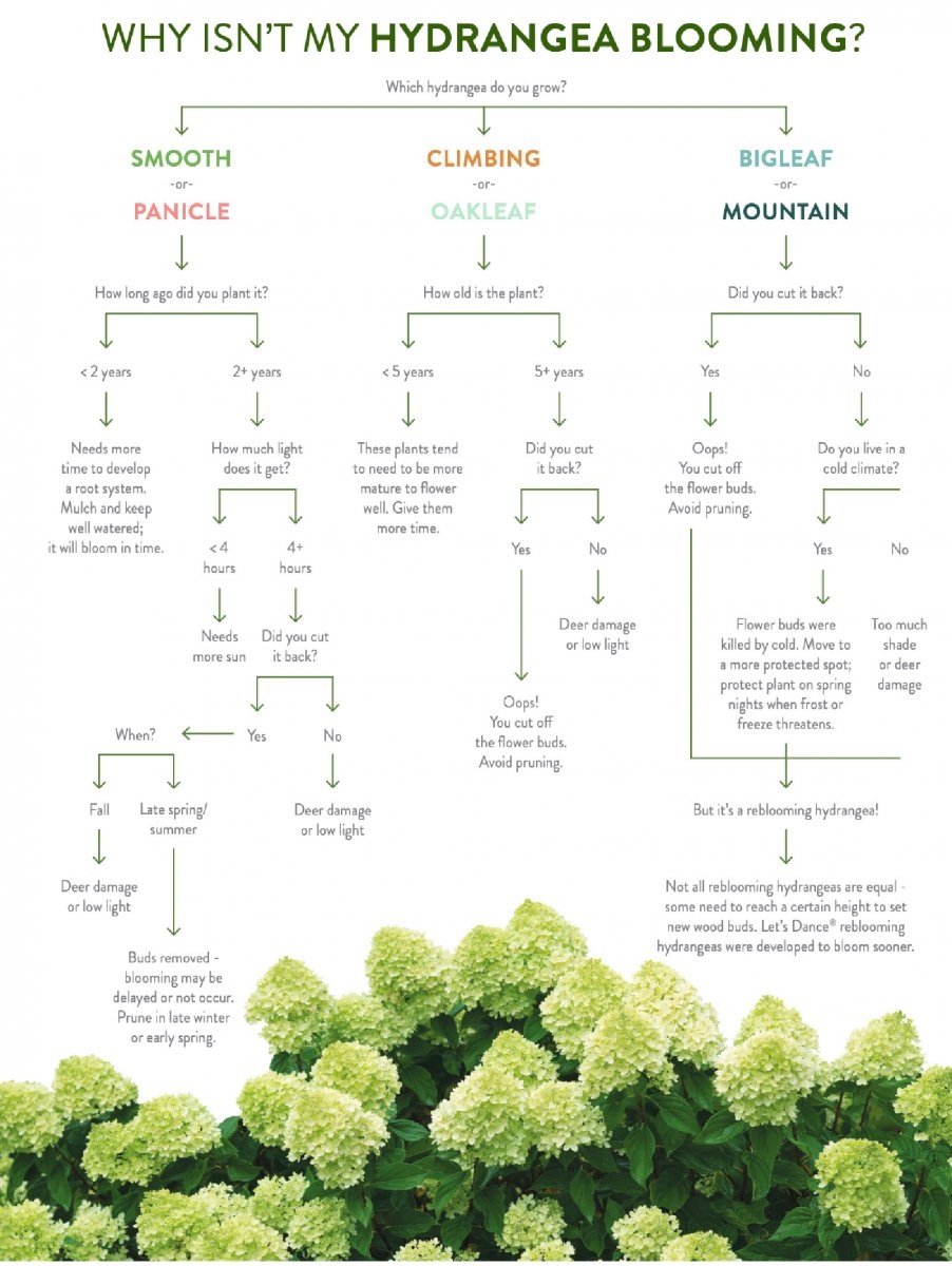 6 Types Of Hydrangeas Care Blooming Tips