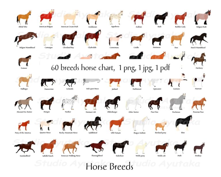 60 Horse Breeds mule donkey 16 20 printable Chart Jpg Pdf Png Etsy