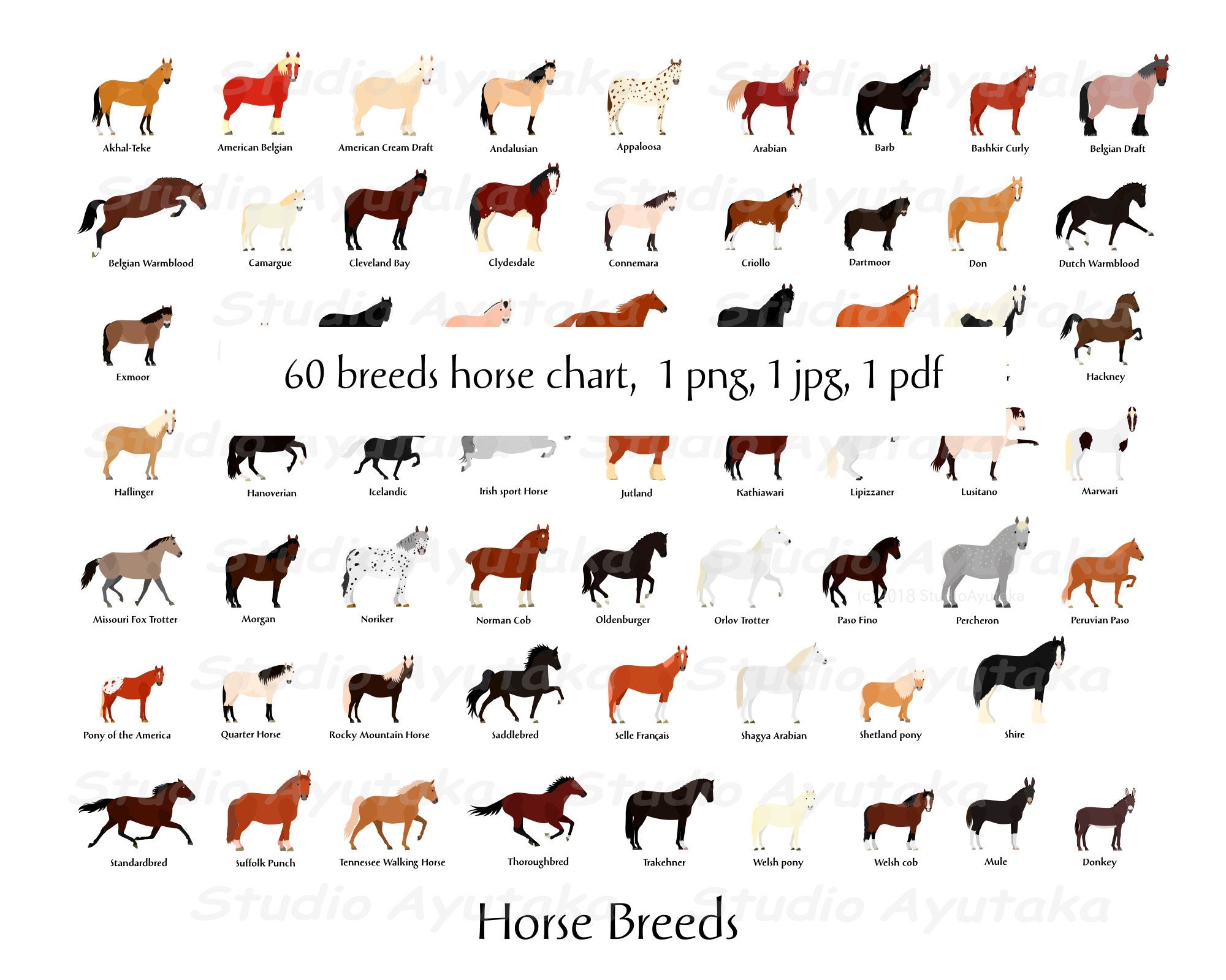 60 Horse Breeds mule donkey 16 20 printable Chart Jpg Pdf Png Etsy