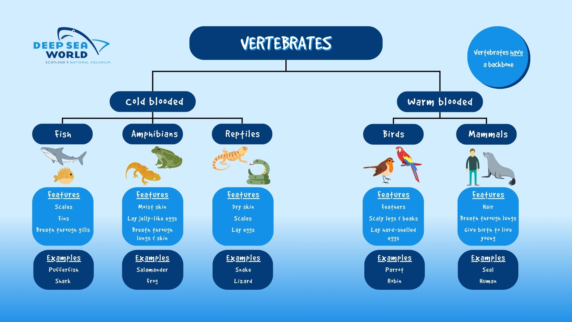 A Guide To Animal Classification Deep Sea World