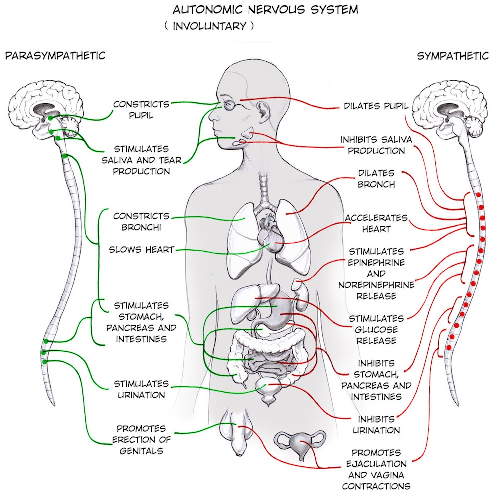 Acc The Autonomic Nervous System Anatomical Chart Printable The Autonomic Nervous System Anatomical Chart Anatomy Body Parts