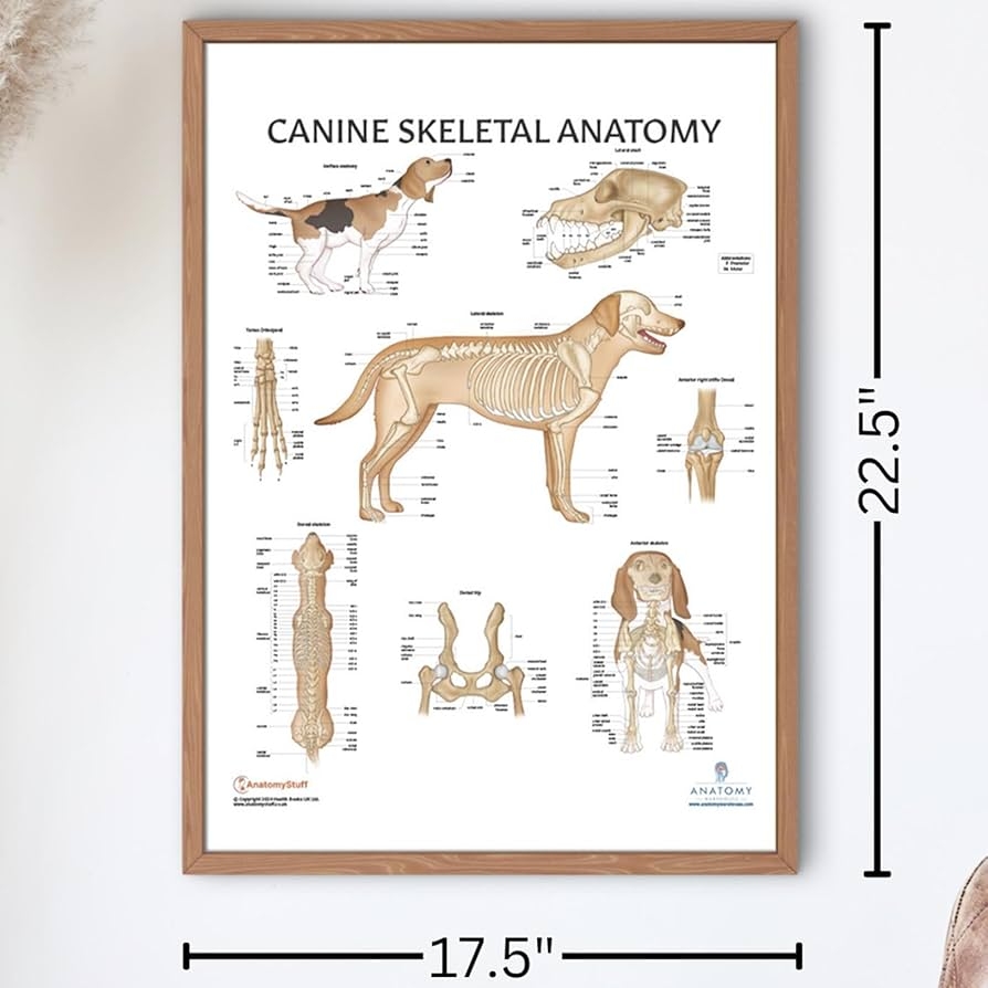 Amazon Anatomy Lab Canine Skeletal Anatomy Poster 17 3 X 22 5 Inches Dog Skeletal System Diagram Animal Anatomical Char Anatomy Warehouse Industrial Scientific