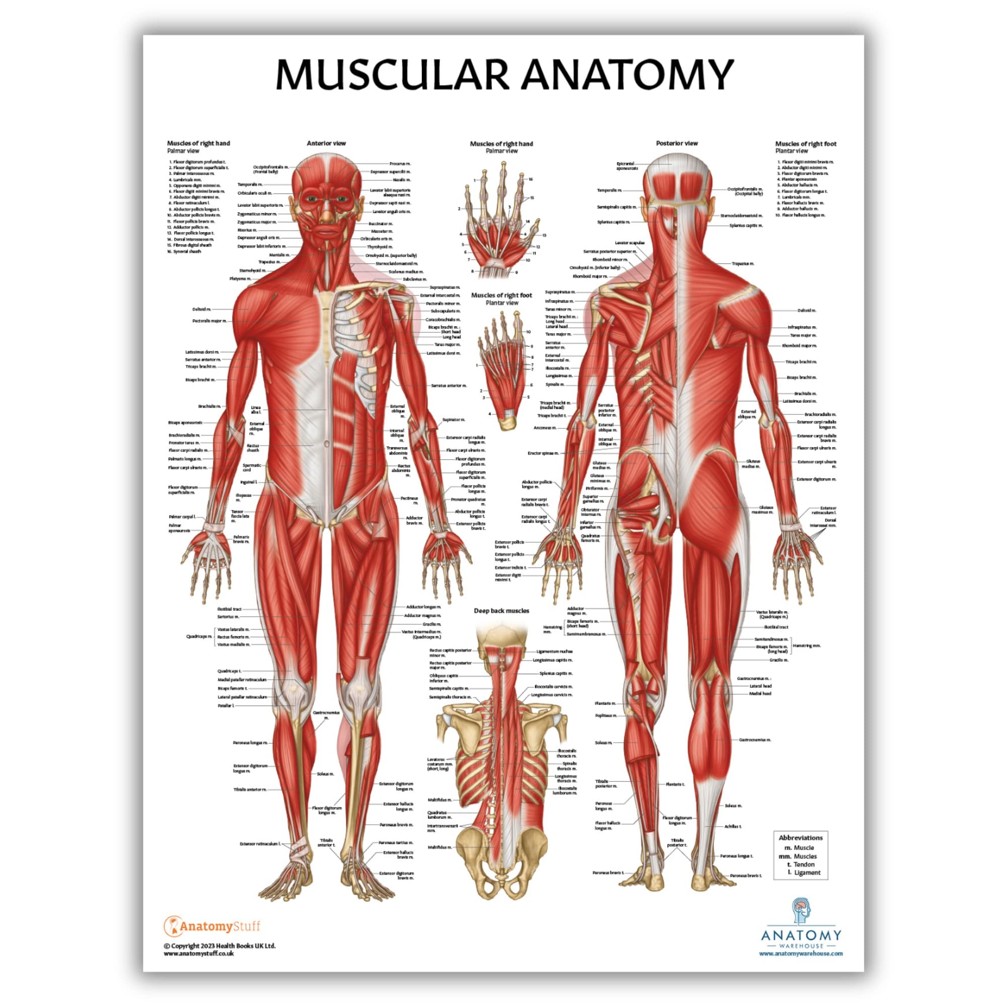 Amazon Anatomy Lab Muscular System Anatomical Chart LAMINATED 17 3 X 22 5 Inches Muscles Diagram Medical Posters Muscular System Poster Human Anatomy Poster Industrial Scientific Amazon Anatomy Lab Muscular System Anatomical Chart LAMINATED 17 3 X 22 5 Inches Muscles Diagram Medical Posters Muscular System Poster Human Anatomy Poster Industrial Scientific