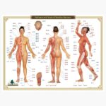 Amazon Cindy Black Acupressure Chart 12 Meridians Pressure Points Guide For Reflexology Massage Energy Healing And Holistic Wellness J Yen Shu Liao Office Products