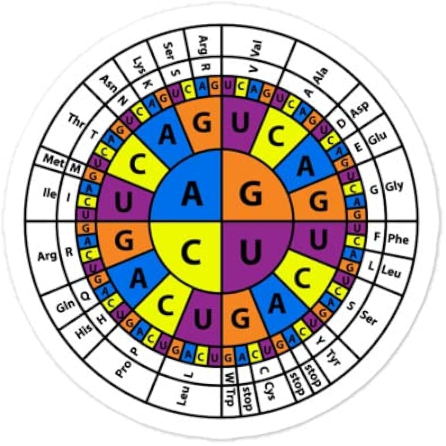 Amino Acid Codon Chart Printable Amino Acid Codon Chart Printable