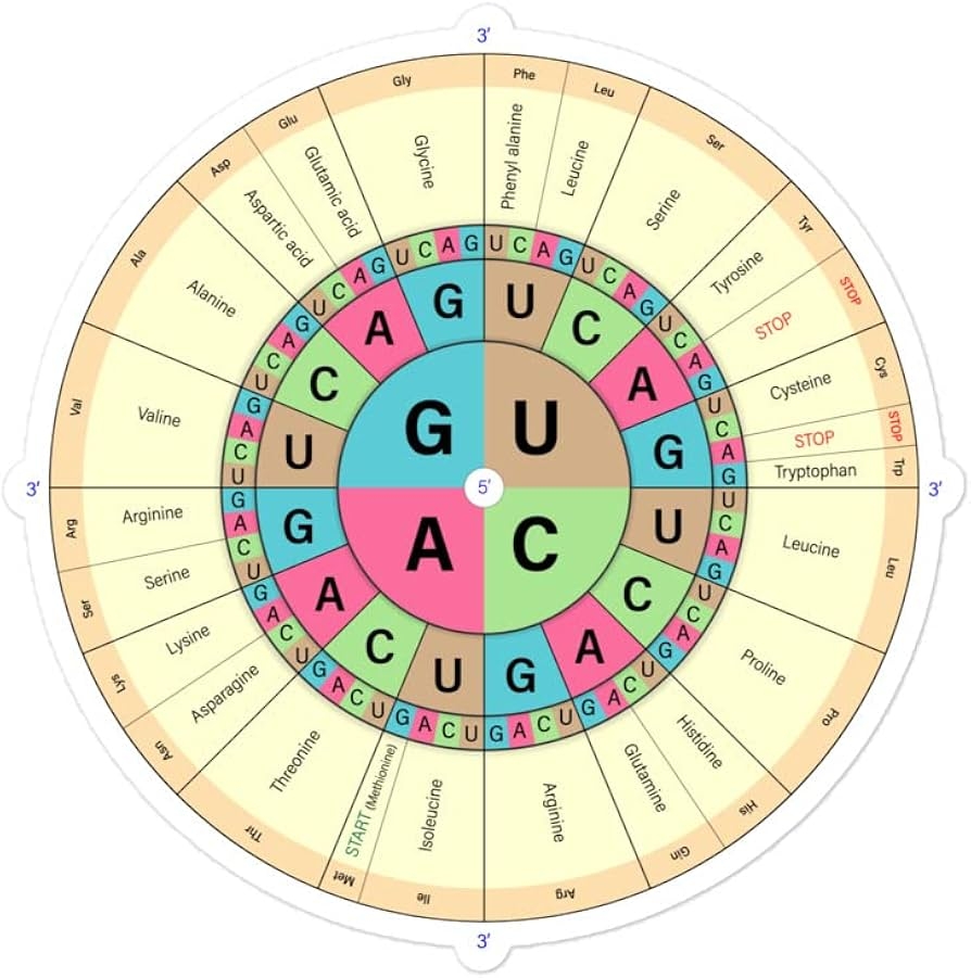 Amazon Genetic Code The Three Bases Of An Mrna Codon Amino Acid Sequence Sticker Decal Vinyl Stickers For Car Laptop Water Bottle Phone Generic Toys Games