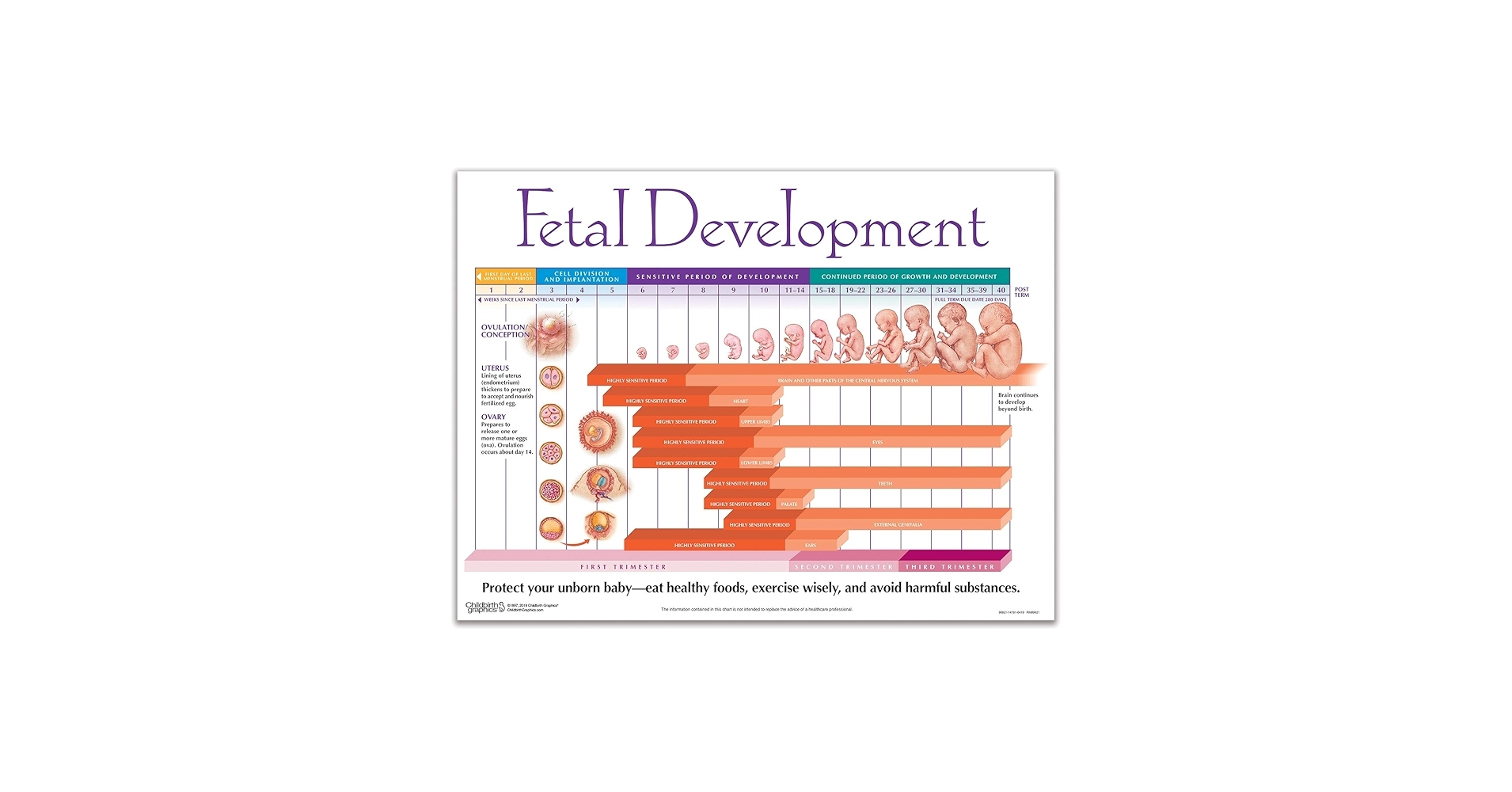 Amazon HEALTH EDCO Fetal Development Chart Industrial Scientific