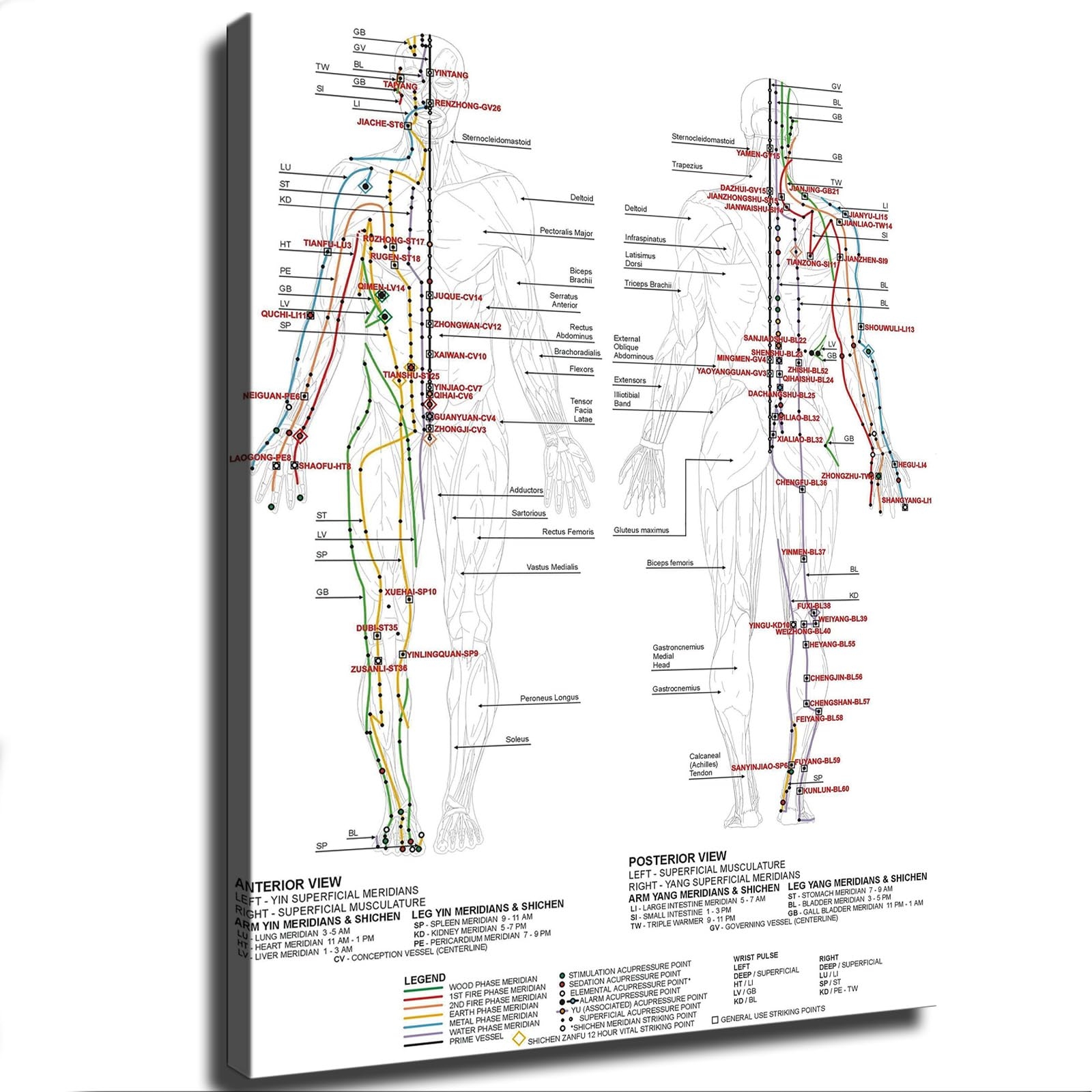Acupuncture Point Chart Printable