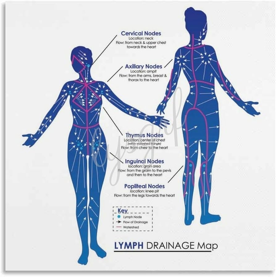 Amazon Lymphatic Drainage Map Poster Lymphatic Massage Poster 2 Canvas For Bedroom Living Room Decor 12x12inch 30x30cm Unframe style Posters Prints
