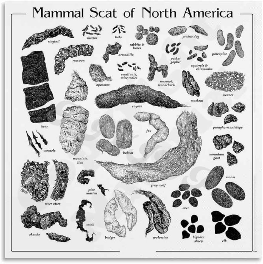 Amazon Mammal Scat Of North America Poster Animal Species And Poop Identification Posters Canvas Painting Posters And Prints Wall Art Pictures For Living Room Bedroom Decor 24x24inch 60x60cm Unframe style Posters Prints