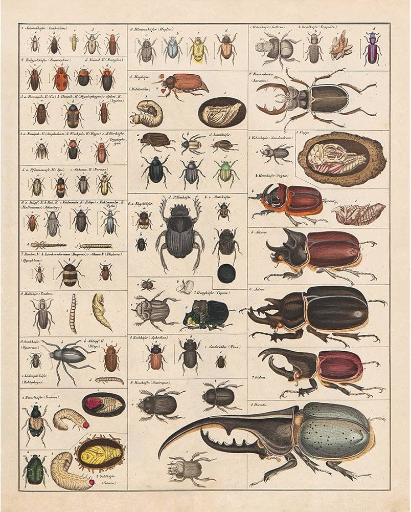 Printable Bug Chart