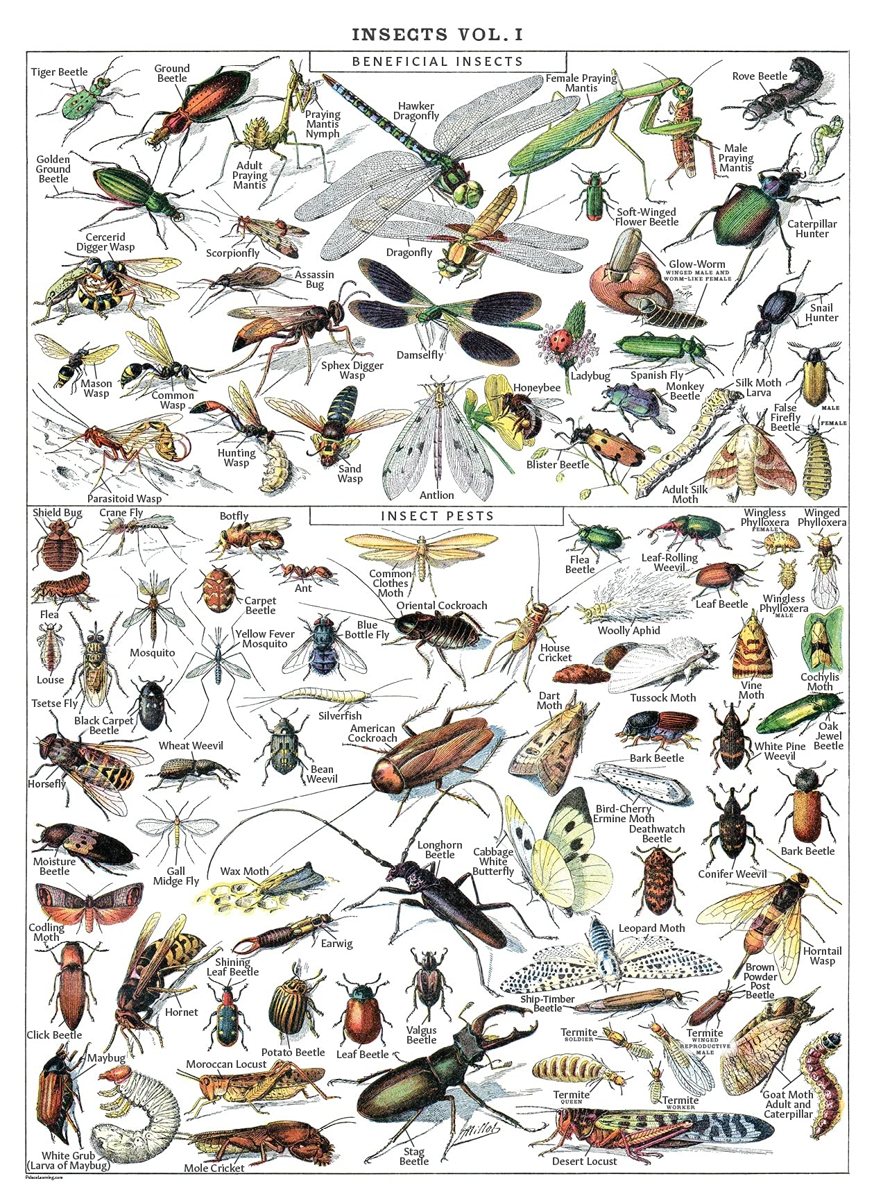 Amazon Vintage Insect Poster Print Entomology Identification Reference Chart Volume 1 LAMINATED 18 X 24 Industrial Scientific Amazon Vintage Insect Poster Print Entomology Identification Reference Chart Volume 1 LAMINATED 18 X 24 Industrial Scientific