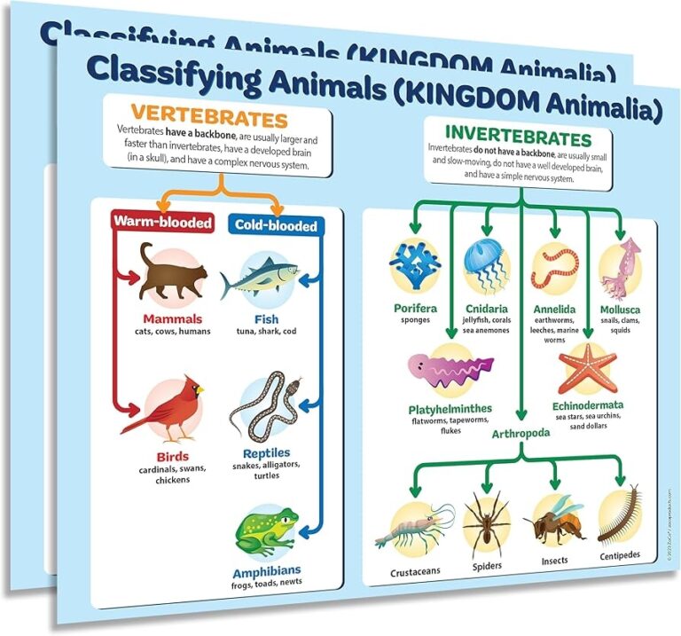 Amazon ZOCO Animal Kingdom Classification Poster 2 Pack Biology Zoology Chart Of Vertebrates And Invertebrates Laminated 17x22 Middle High School Science Decor Office Products