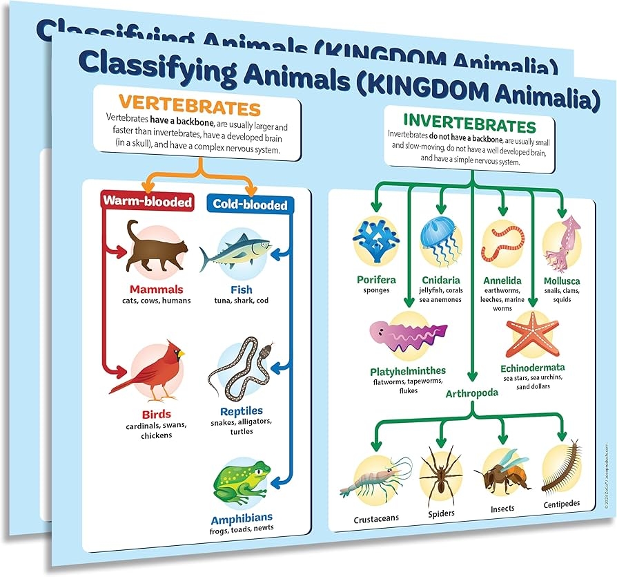 Amazon ZOCO Animal Kingdom Classification Poster 2 Pack Biology Zoology Chart Of Vertebrates And Invertebrates Laminated 17x22 Middle High School Science Decor Office Products