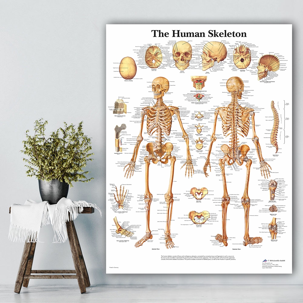 Anatomy Posters Laminated Male Female Musculoskeletal System Human Anatomy Educational Chart Poster Dry Erase Wall Art 12x18 Muscle Body