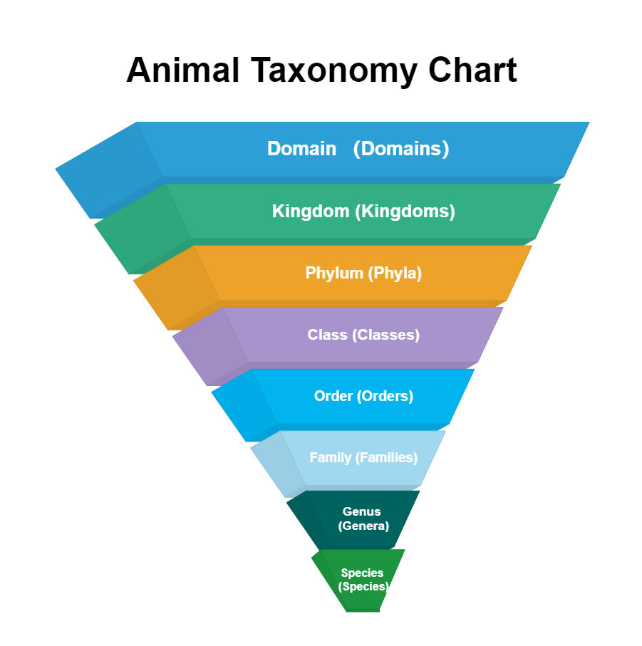 Animal Taxonomy Chart EdrawMax Template