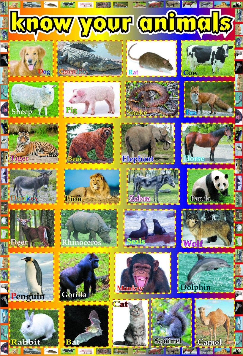 ANIMALS A4 Laminated Educational Kids Toddler Wildlife Animal Chart Print Poster EBay